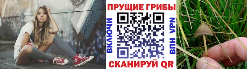 Псилоцибиновые грибы мицелий  Пересвет 